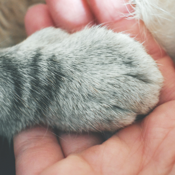 End of Life Services