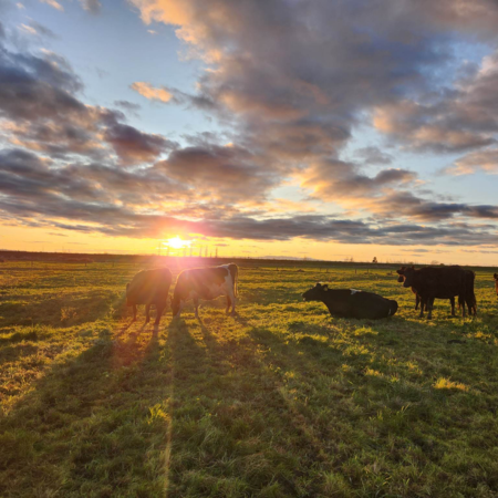 Dairy Update February 2025