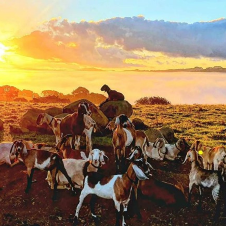 Lifestyle Farm Update March 2025