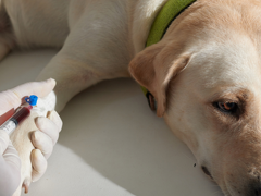 Preventative Care Testing