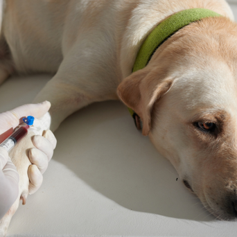 Preventative Care Testing