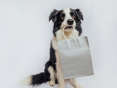 Border Collie Holding Shopping Bag