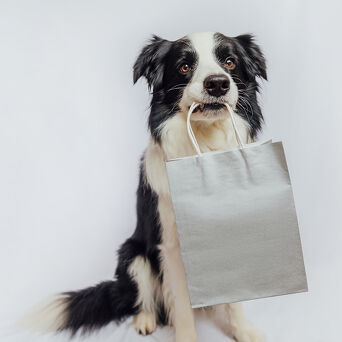 Border Collie Holding Shopping Bag
