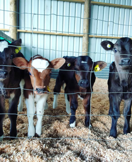 Dairy Update June 2025