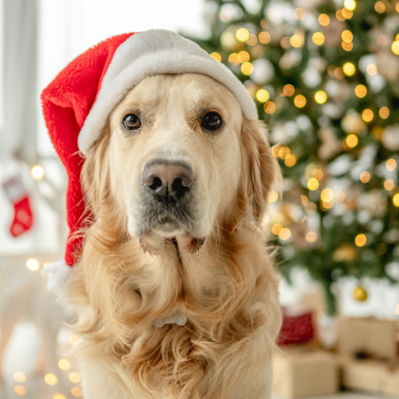 Pet Newsletter December 2025