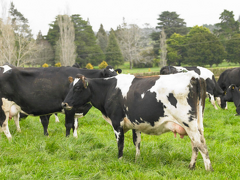 Animal Health Product Sales