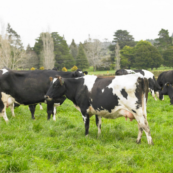 Animal Health Product Sales