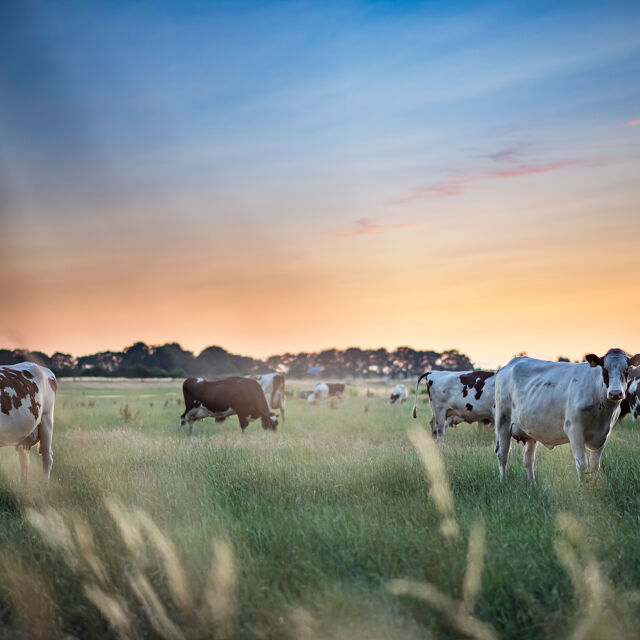 Commercial
Farms Dairy Cattle in Summer at Sunset