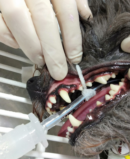 Pet Newsletter August 2025