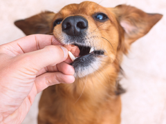 Order Repeat Medications