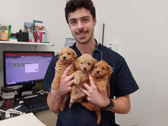 Dr Daniel Stoddart Biomedical Science BSc (Hons) BVSc (Hons)