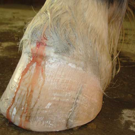 Equine Hoof Abscesses