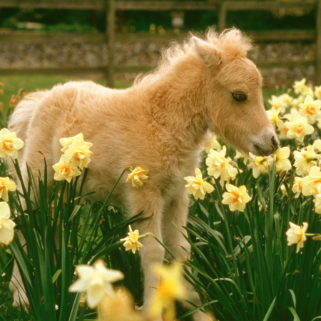 Spring Wellness Strategies for horse owners