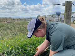 Facial Eczema Weekly Counts
