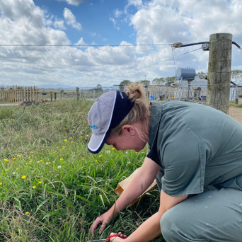 Facial Eczema Weekly Counts