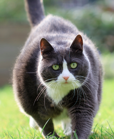 Pet Newsletter May 2025