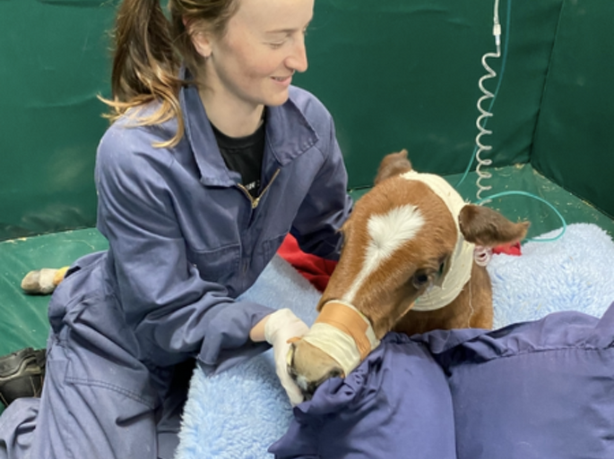 Dr Georgina Llewellyn