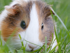 Guinea Pig Care