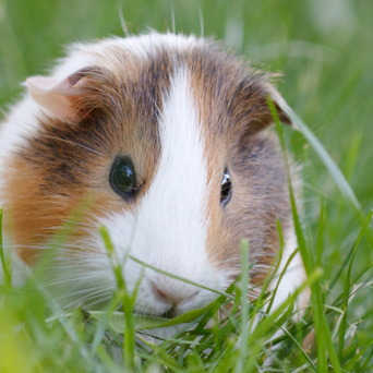 Guinea Pig Care