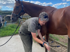 Pre-purchase Examinations