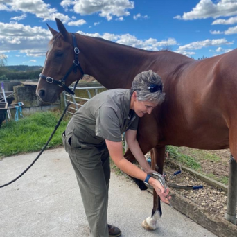 Pre-purchase Examinations