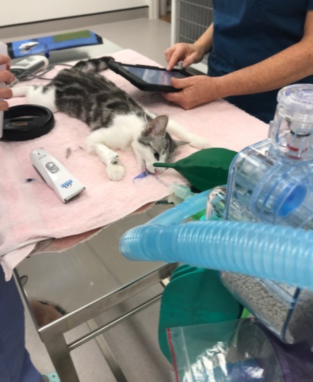 Pet Newsletter April 2025