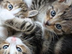 Kitten Care