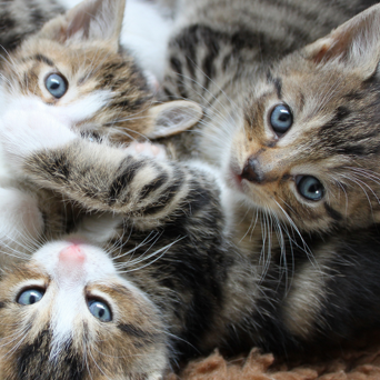 Kitten Care