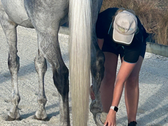 Sport Horse Services