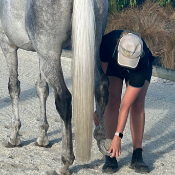 Sport Horse Services