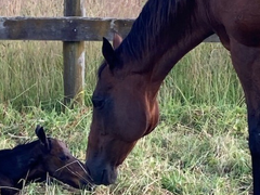 Reproduction Services