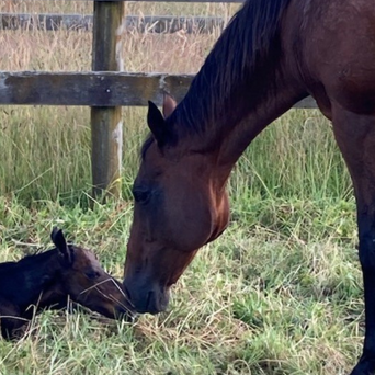 Reproduction Services