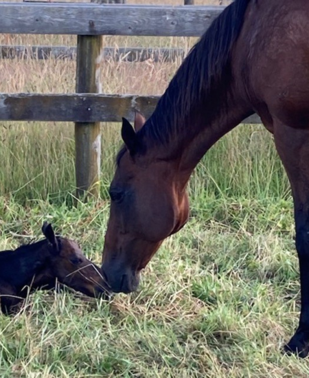 Preparing your mare for foaling - the essential steps