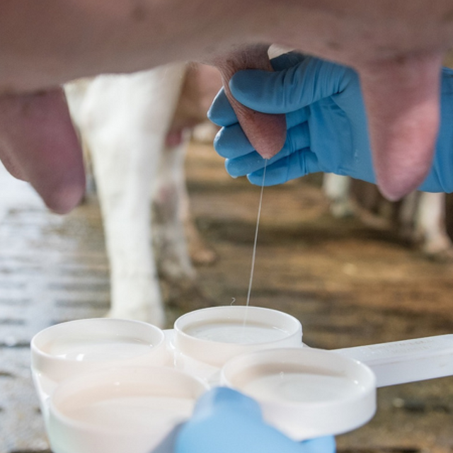 Mastitis Insights
