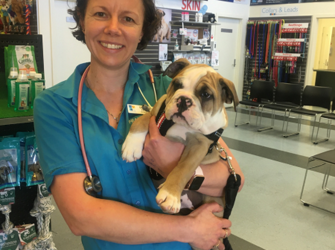 Dr Nikki Frost BSc BVSc MANZCVS (Medicine of Cats)