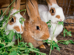 Rabbit Care
