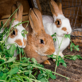 Rabbit Care