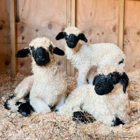 Lifestyle Farm Update September 2025