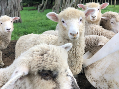 Disease Management & Information