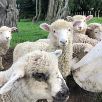 Disease Management & Information