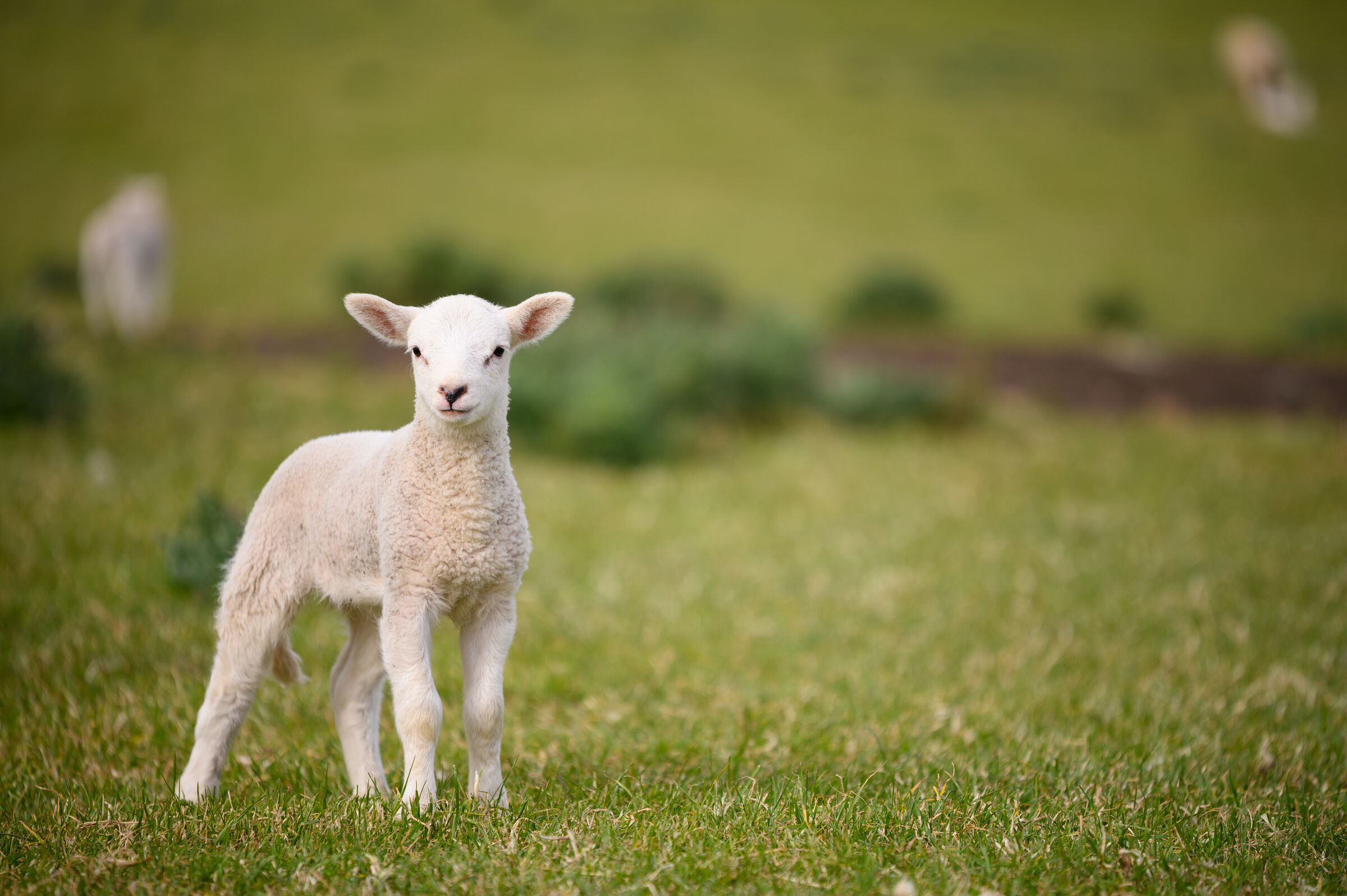 Spring Lambs