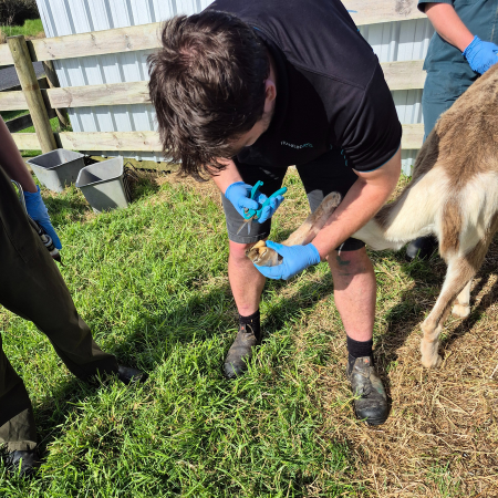 Lifestyle Farm Update July 2025