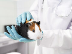 Vet Doctor Holding Cute Hamster