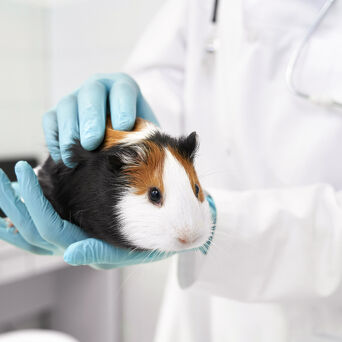 Vet Doctor Holding Cute Hamster