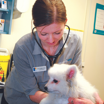 Dr Victoria Hill BVSc